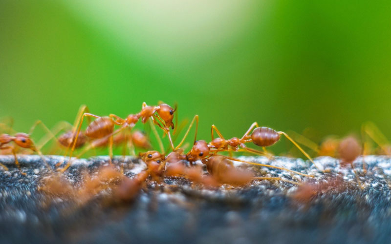 Top Ant Control Services Provider In Noida, Delhi NCR