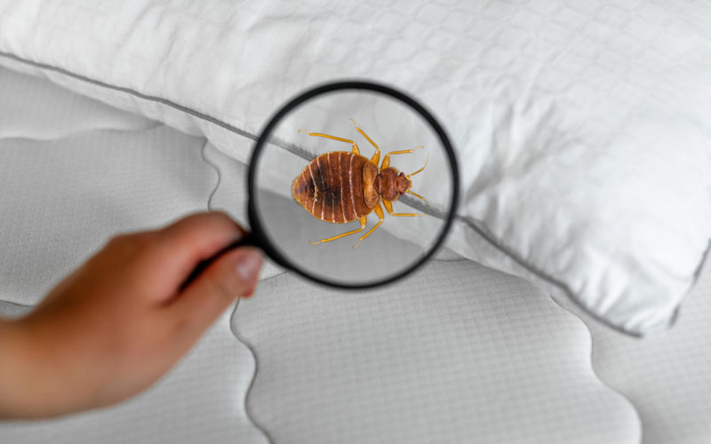 Top Bed Bug Control Service Provider In Noida, Delhi NCR