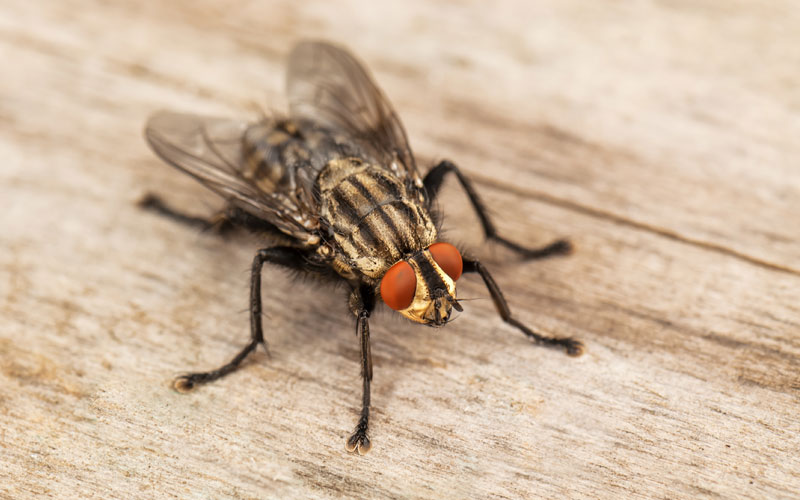 Top Flies Control Service Provider In Noida, Delhi NCR