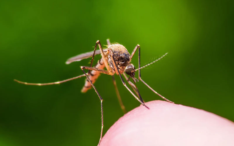 Top Mosquito Control Service Provider In Noida, Delhi NCR