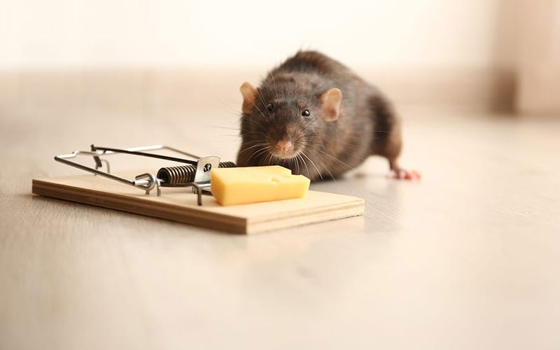 Top Rats Control Service Provider In Noida, Delhi NCR