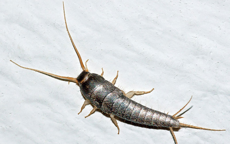 Top Silverfish Control Service Provider In Noida, Delhi NCR