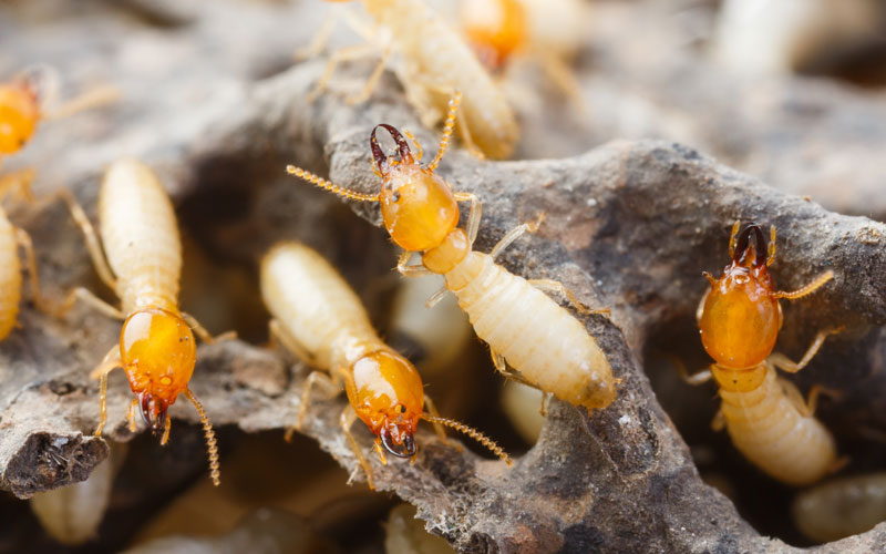 Top Termite Control Service Provider In Noida, Delhi NCR