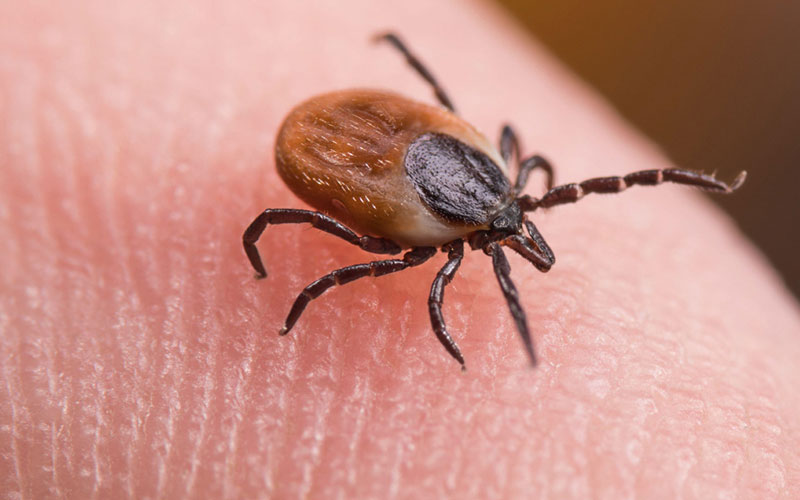 Top Ticks Control Service Provider In Noida, Delhi NCR